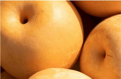 Az aranykörték morfológiai jellemzői