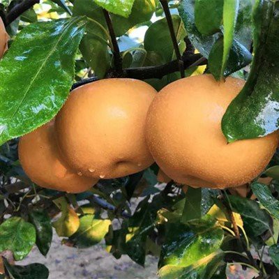 Mennyi ideig bírja a körte egy körte ajándékdobozban?