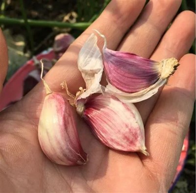 Fűszeres lila fokhagyma